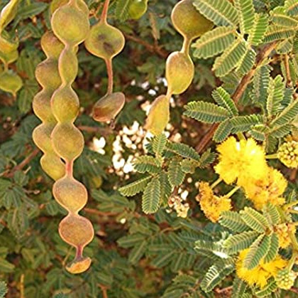 Acacia nilotica