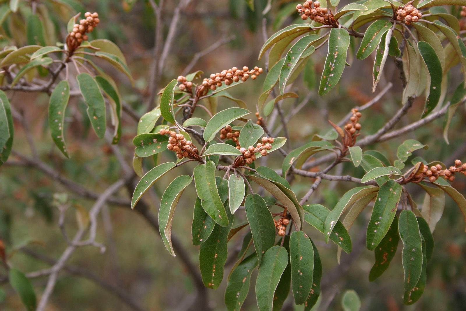 Croton zambisicus